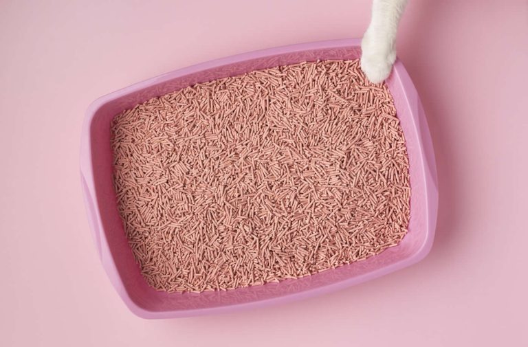 The Ultimate Guide to Choosing the Best Cat Litters