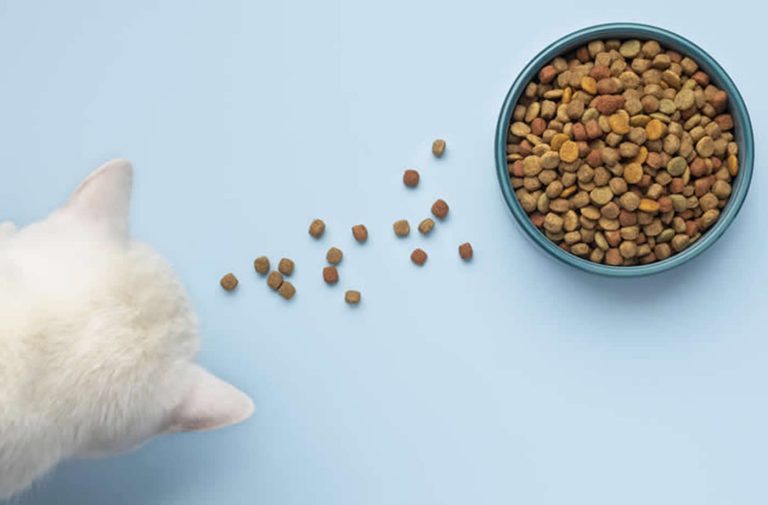 Unveiling the Best Nutrition for Your Furry Friends: A Guide to Pet Food in the UAE