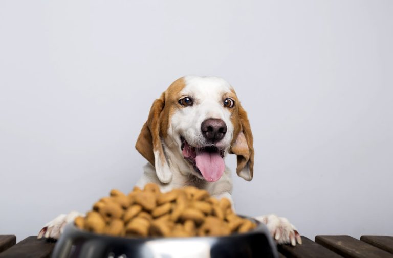 5 Common Dog Food Mistakes Every Pet Owner Should Avoid